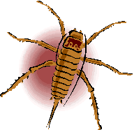 Tick